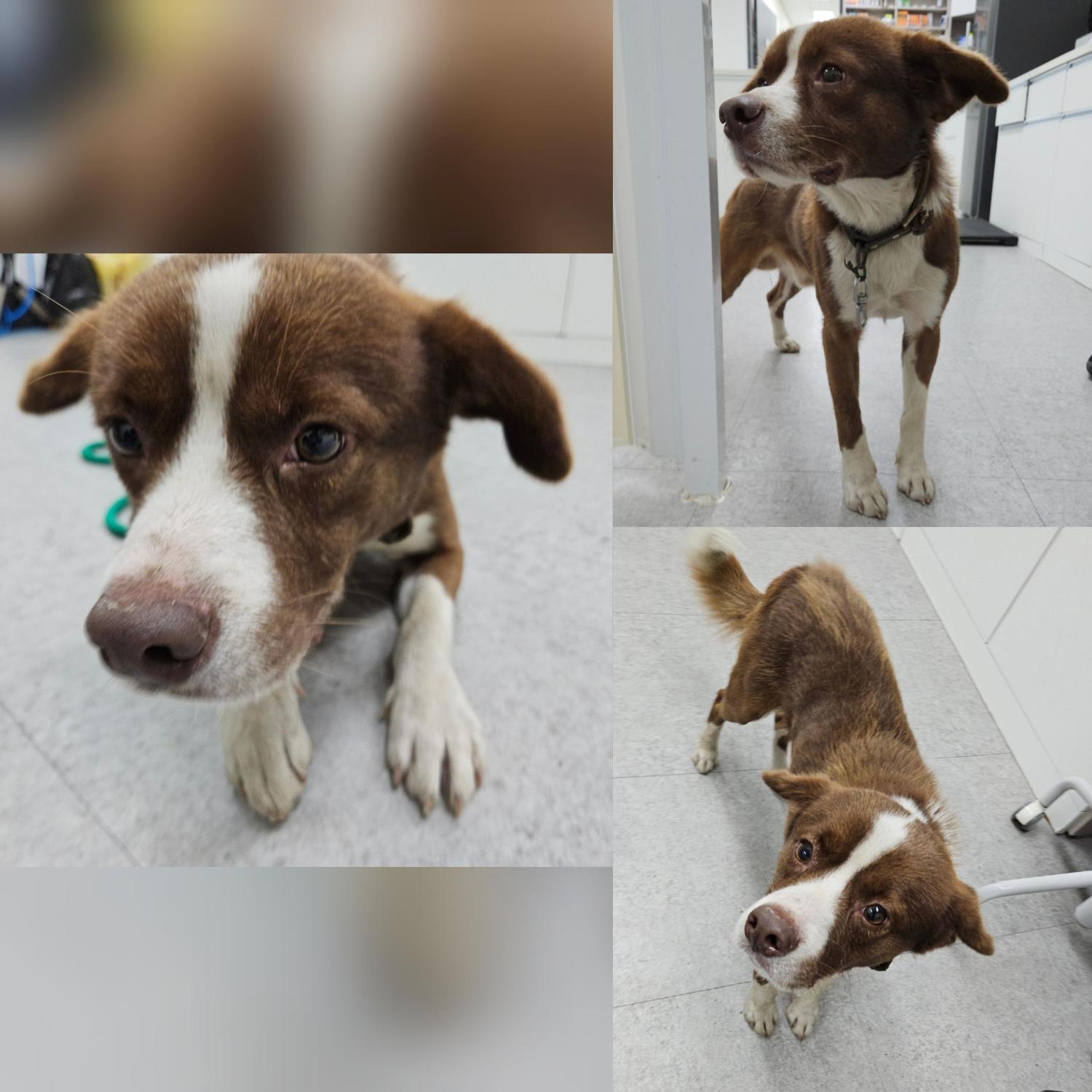 경주동물사랑보호센터_447505202501507