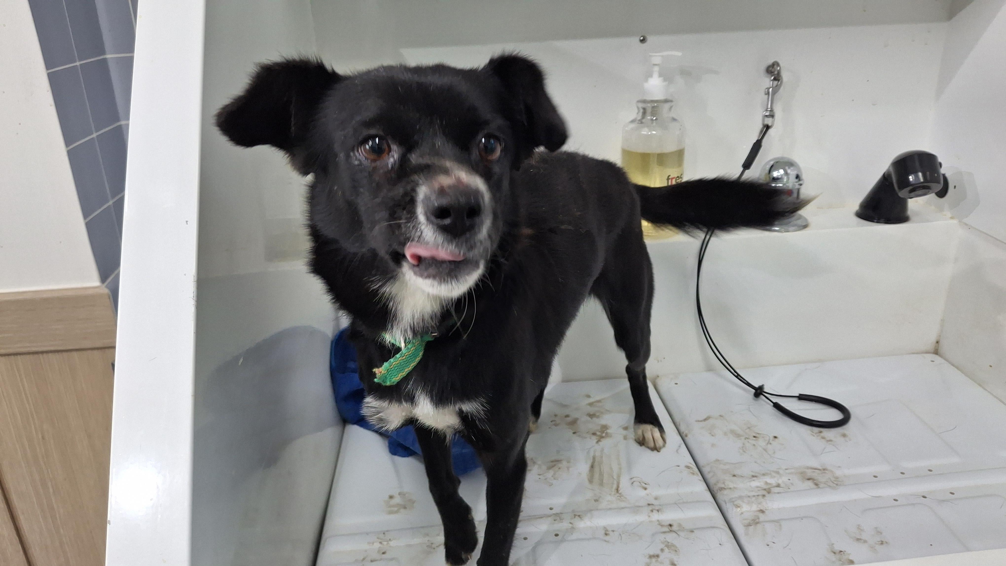 보호중 믹스견의 가…