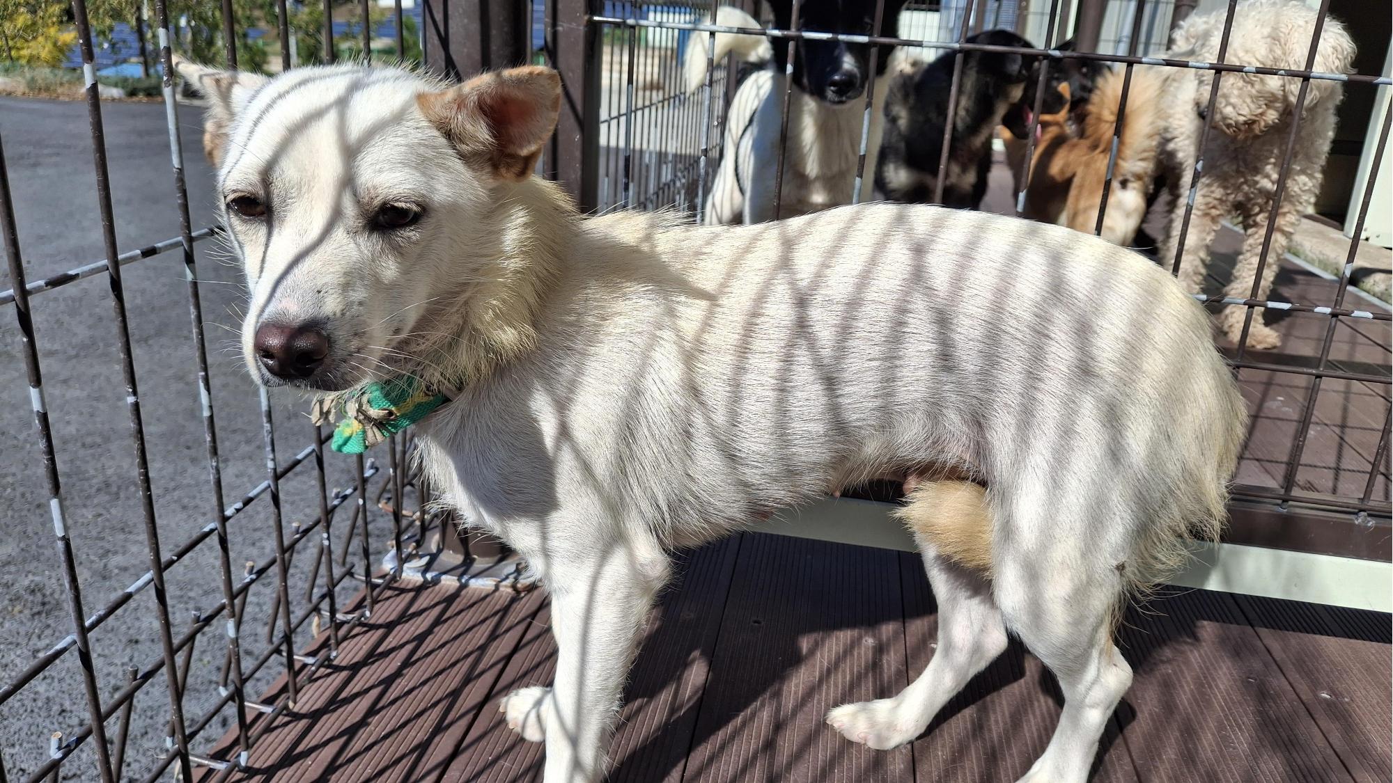 보호중 믹스견의 가…