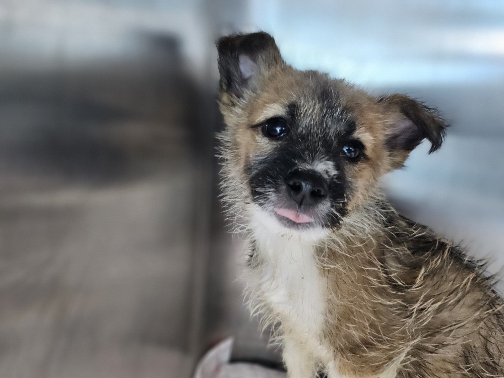 종료(입양) 믹스견…