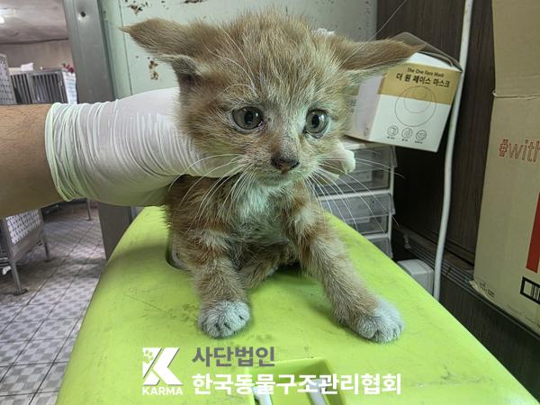 종료(입양) 한국 …