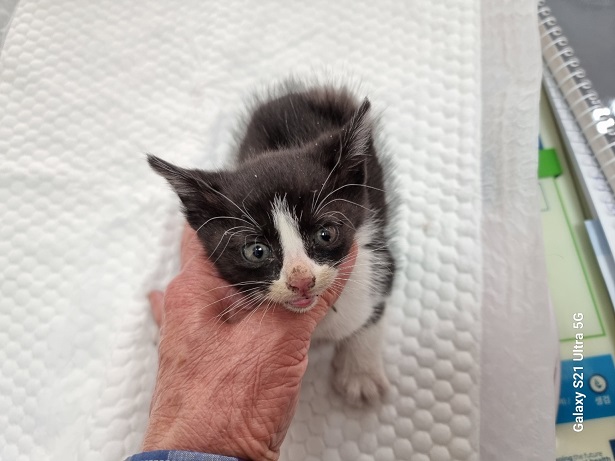 경동동물병원_428350202500179