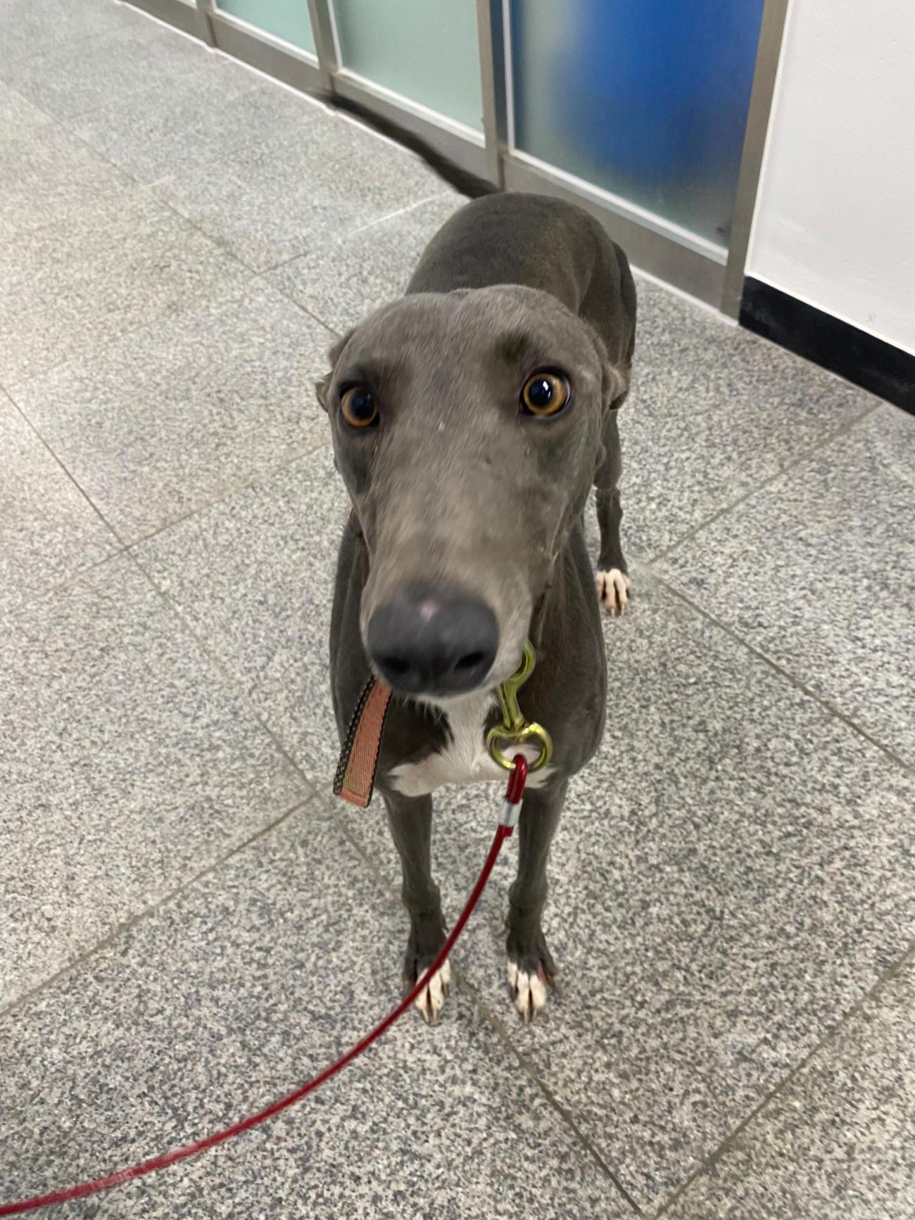 구미시 동물보호센터_447508202501460