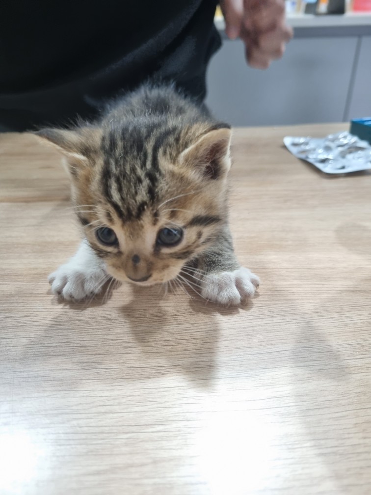 보호중 믹스묘의 가…