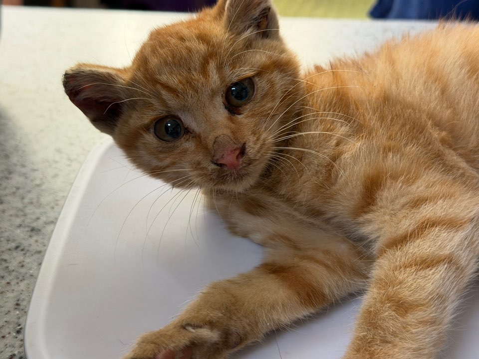 종료(안락사) 한국…