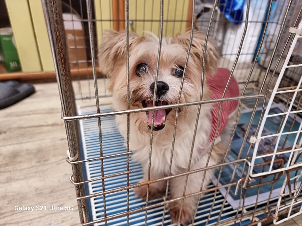 종료(반환) 믹스견…