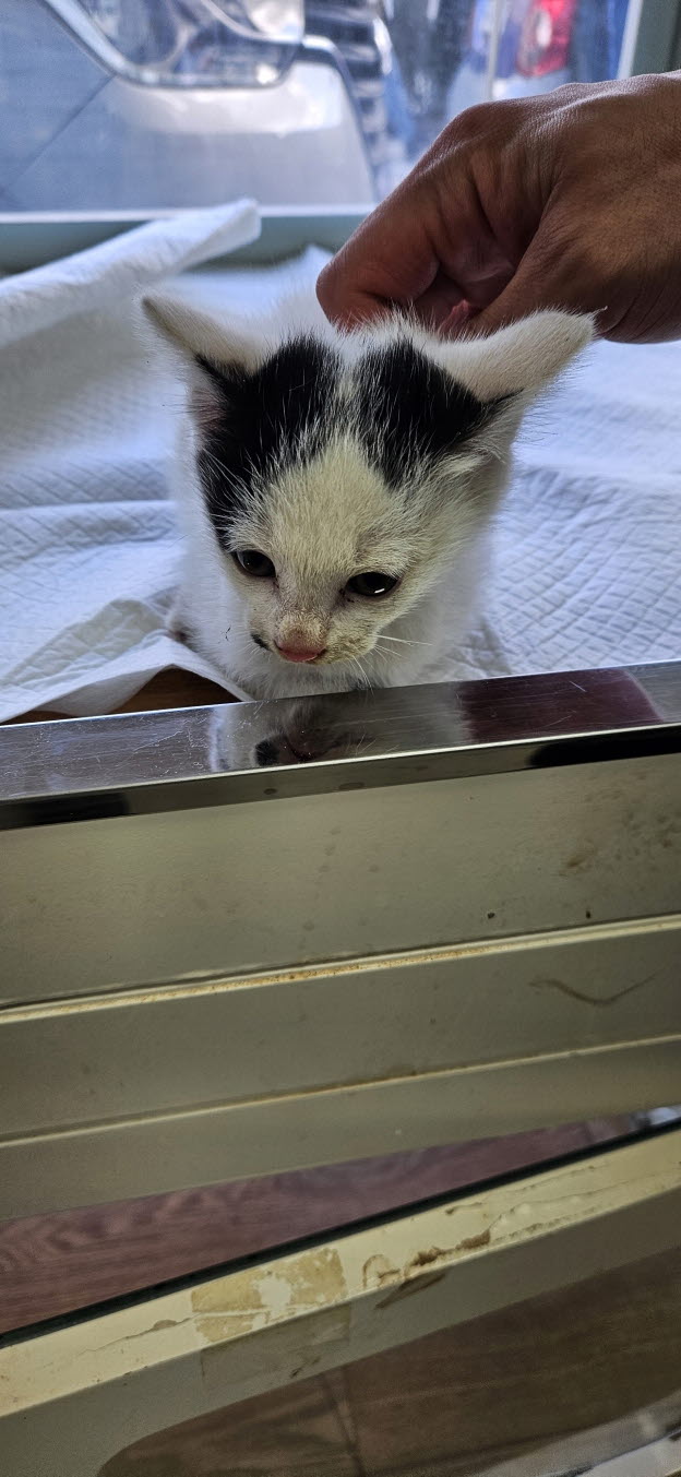 종료(입양) 한국 …