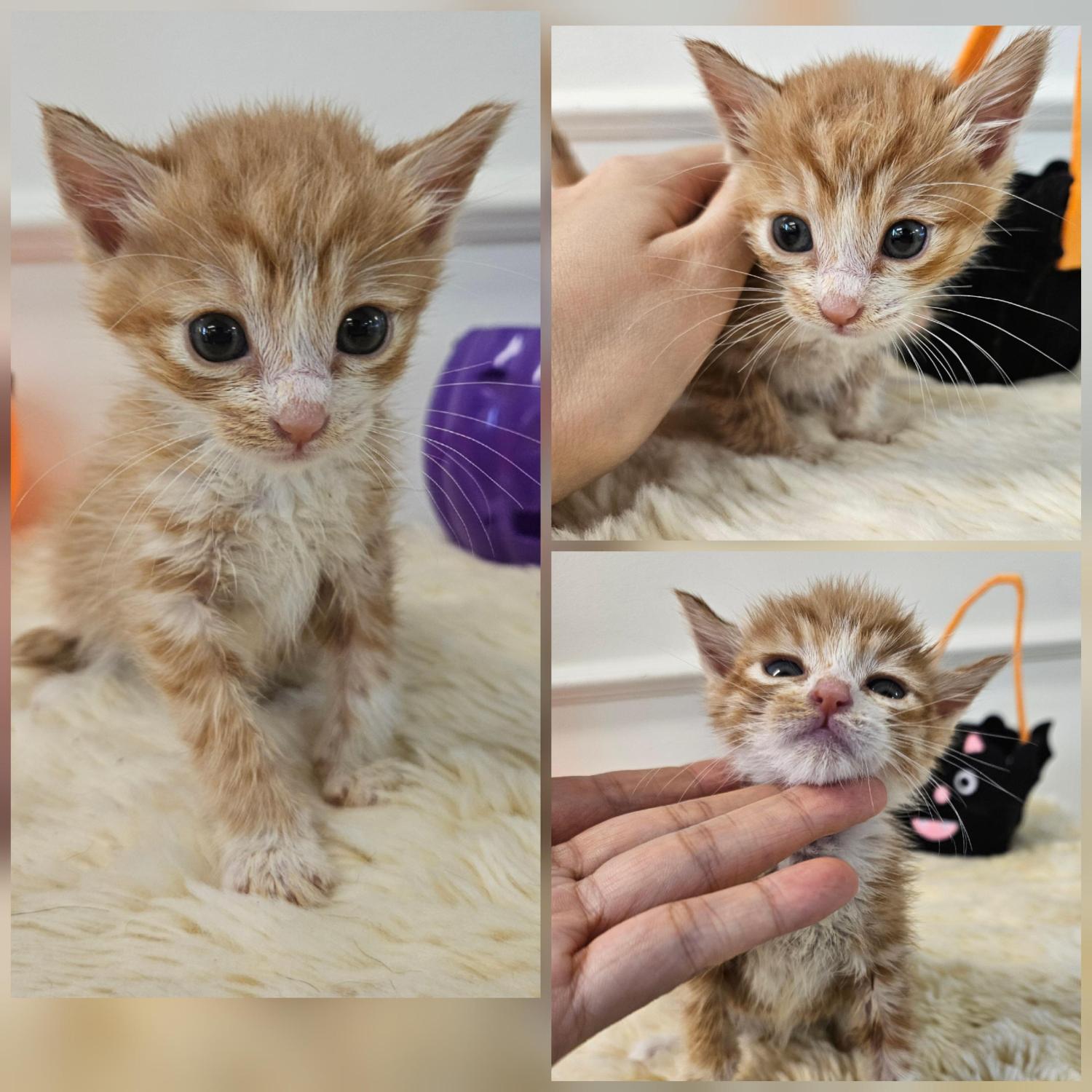 종료(입양) 한국 …