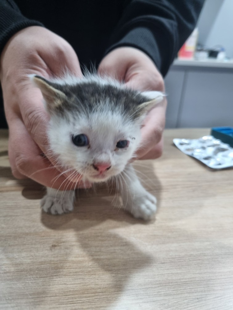 보호중 믹스묘의 가…