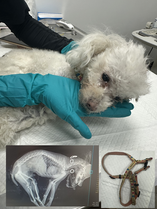 반려동물보호센터_443571202502920