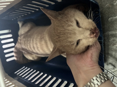 종료(자연사) 믹스…