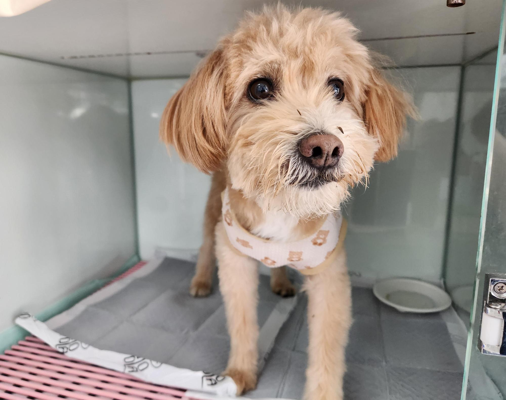 종료(반환) 믹스견…