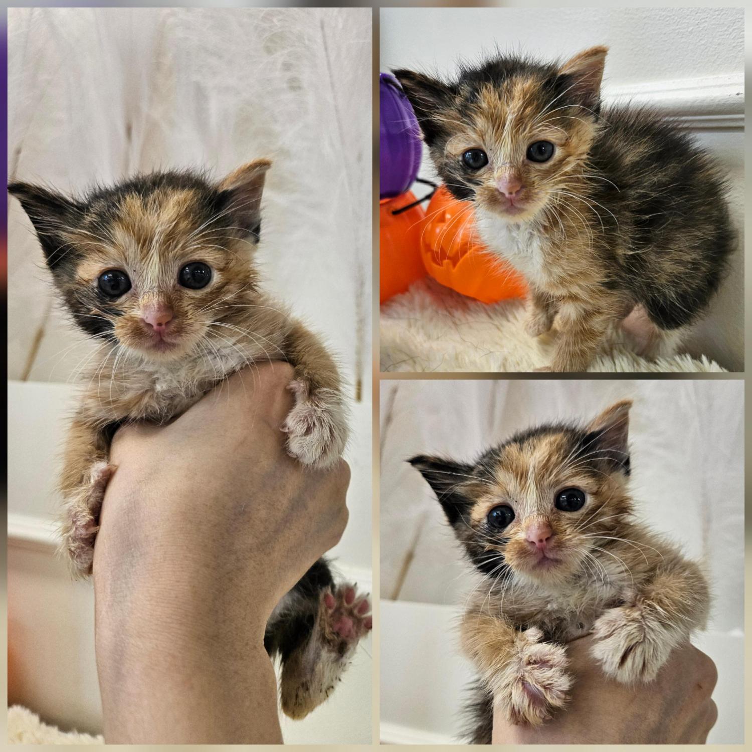 경주동물사랑보호센터_447505202501512