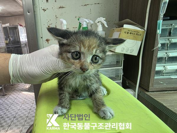 종료(입양) 한국 …