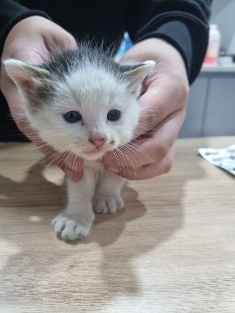 보호중 믹스묘의 가…