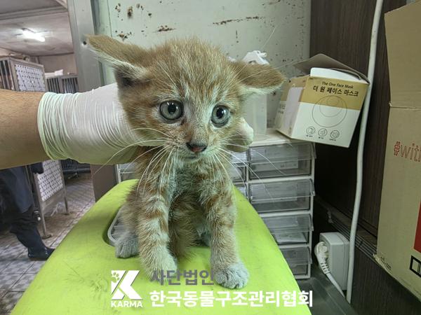 종료(입양) 한국 …