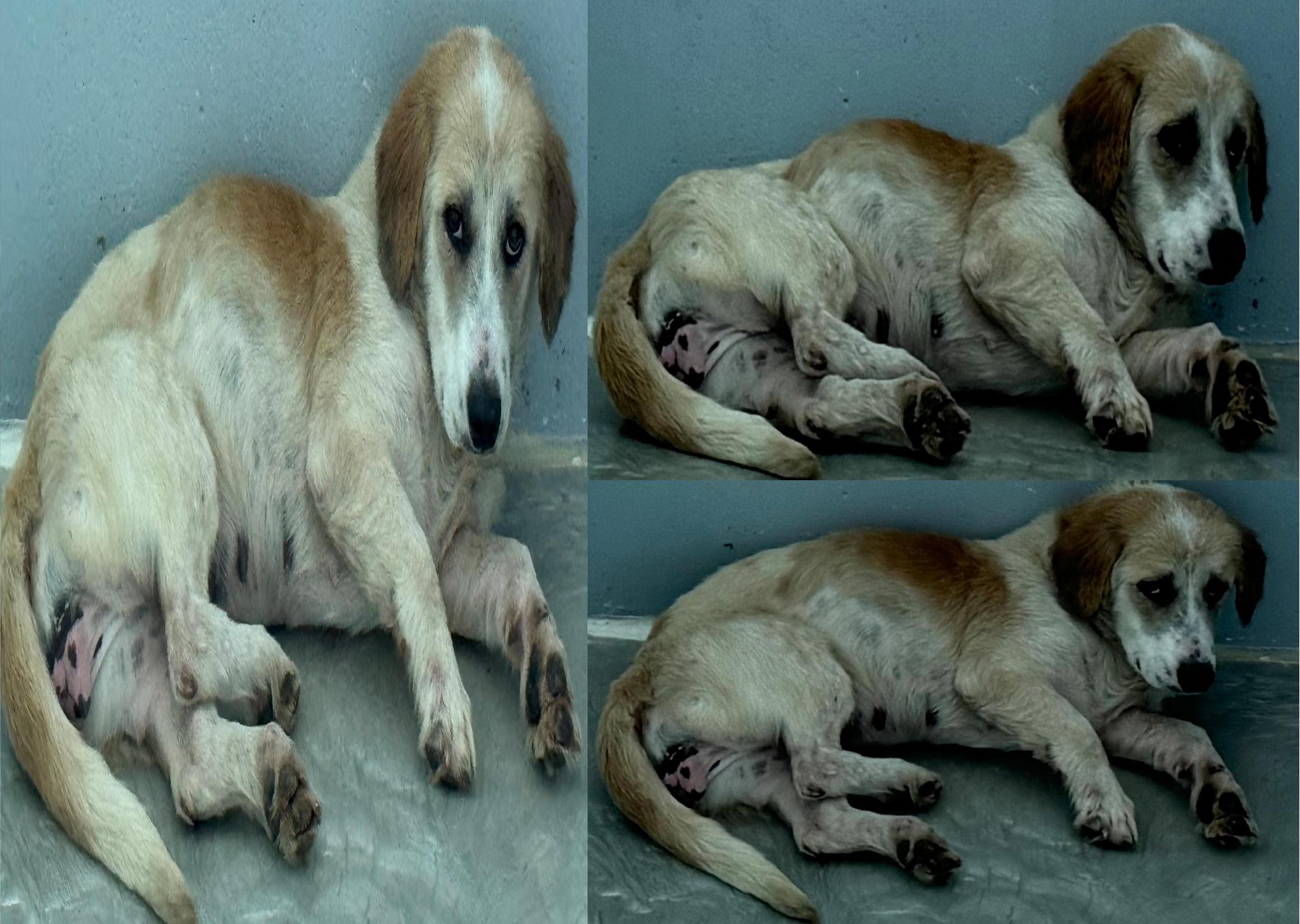 서산시 동물보호센터_444453202501299