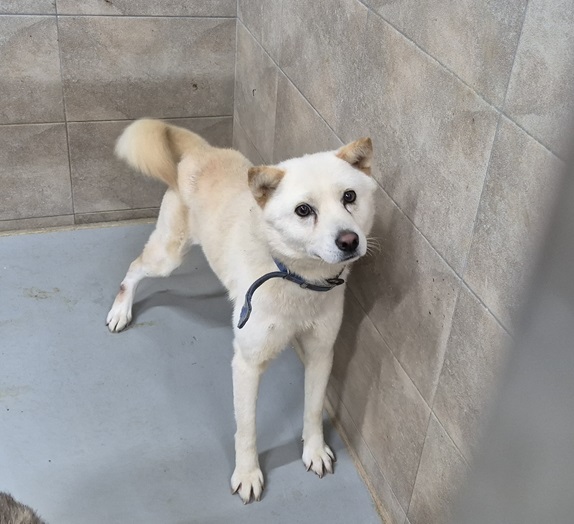 김천시 동물보호센터_447506202500372