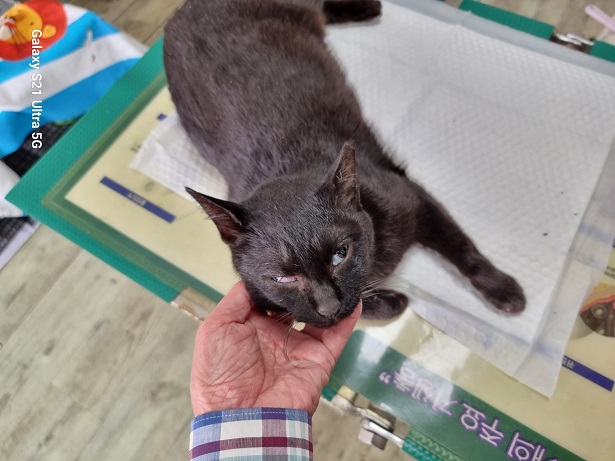 종료(자연사) 한국…