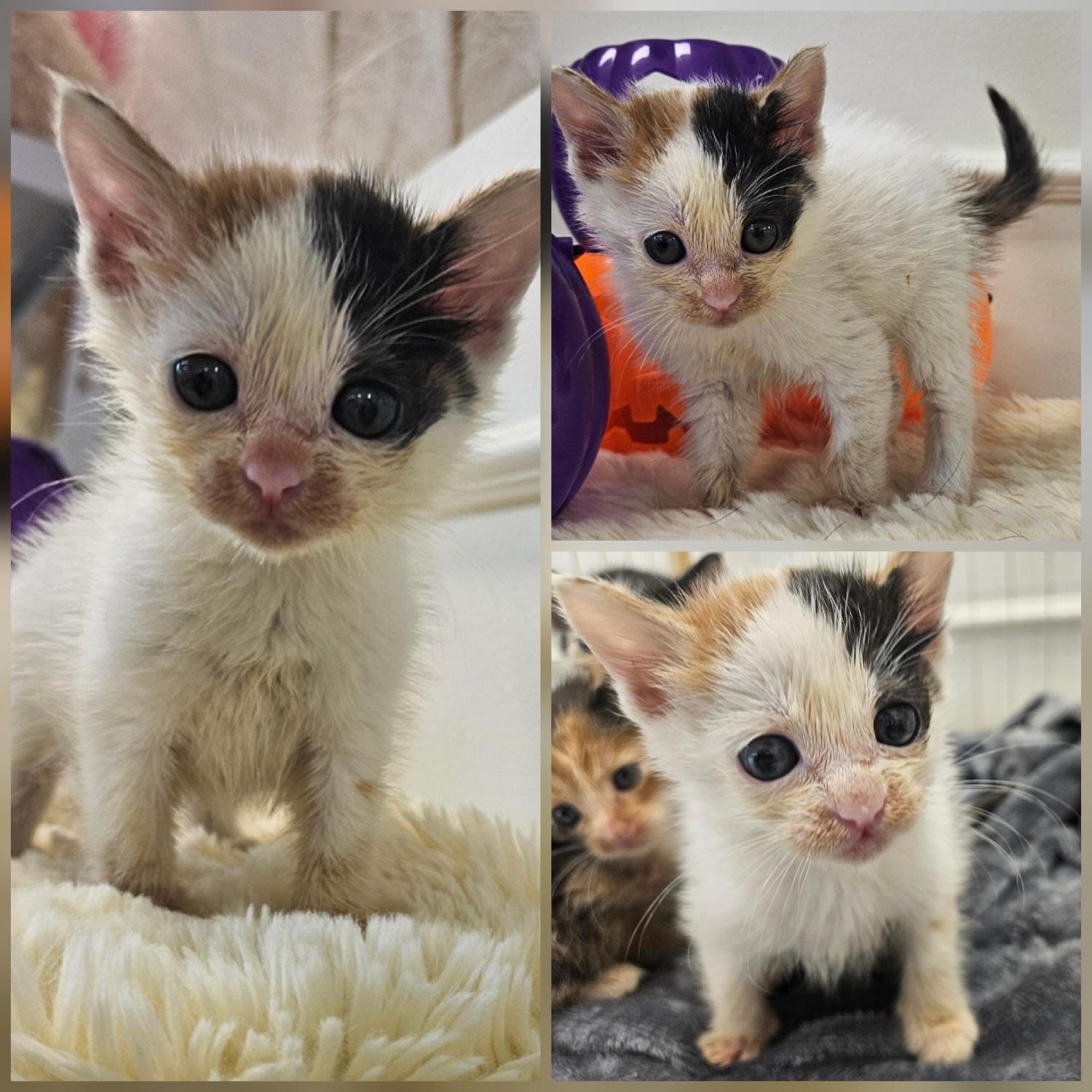 경주동물사랑보호센터_447505202501513