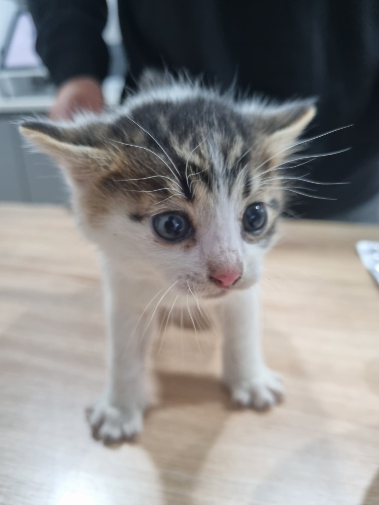 보호중 믹스묘의 가…