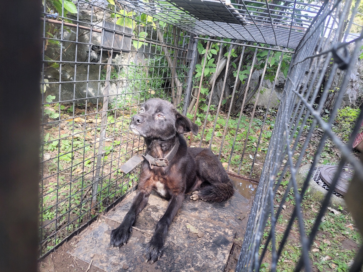 보호중 믹스견의 가…