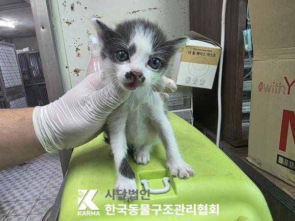 종료(입양) 한국 …