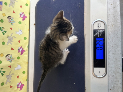 종료(자연사) 믹스…