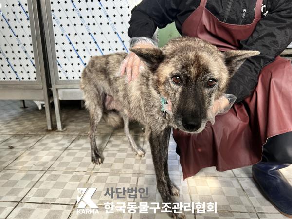 보호중 믹스견의 가…