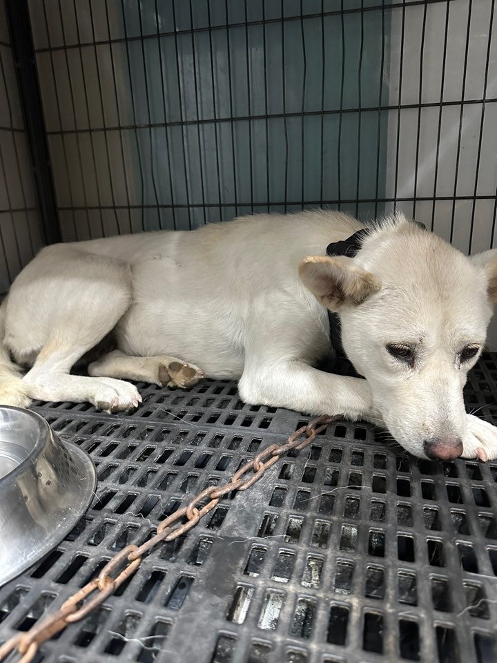 종료(입양) 믹스견…