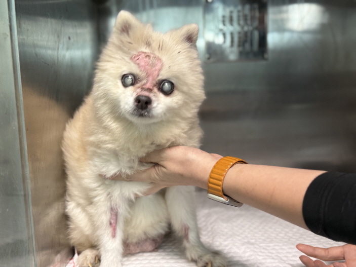 종료(자연사) 포메…