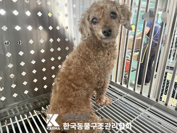 종료(반환) 푸들의…