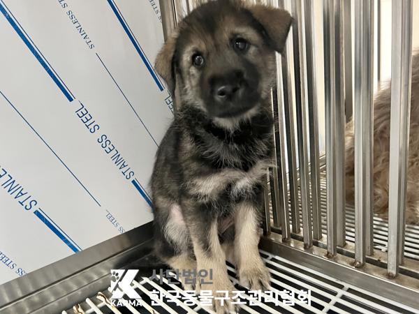 보호중 믹스견의 가…