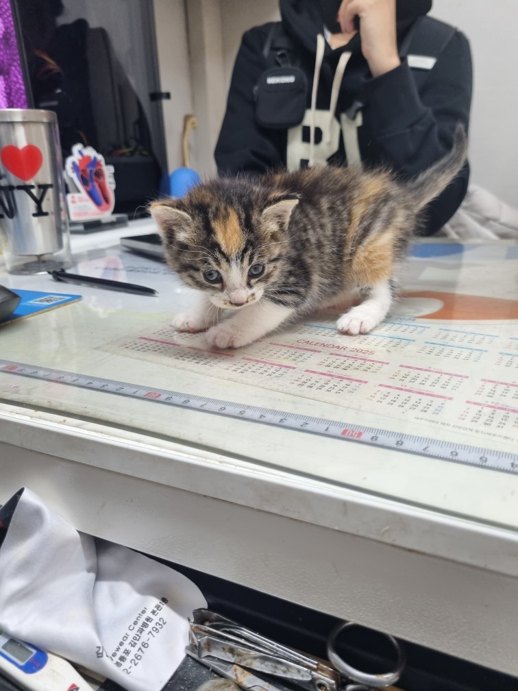 종료(입양) 한국 …