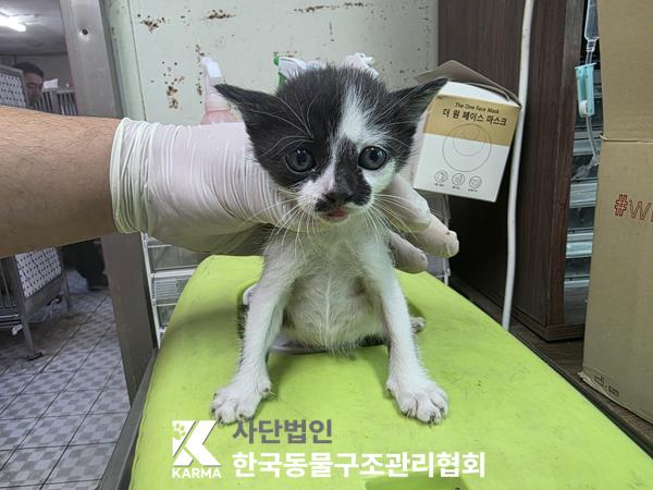 종료(입양) 한국 …