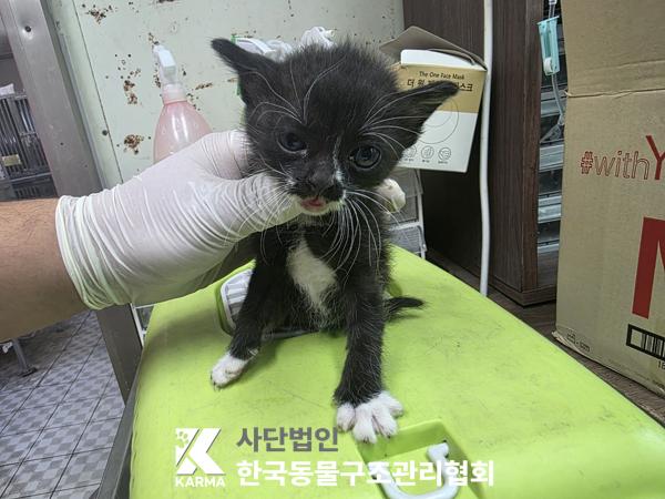 한국동물구조관리협회_411315202500567