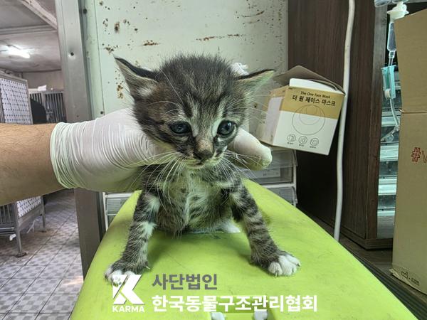 한국동물구조관리협회_411315202500564