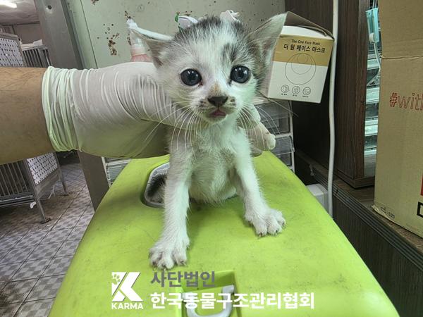 종료(입양) 한국 …