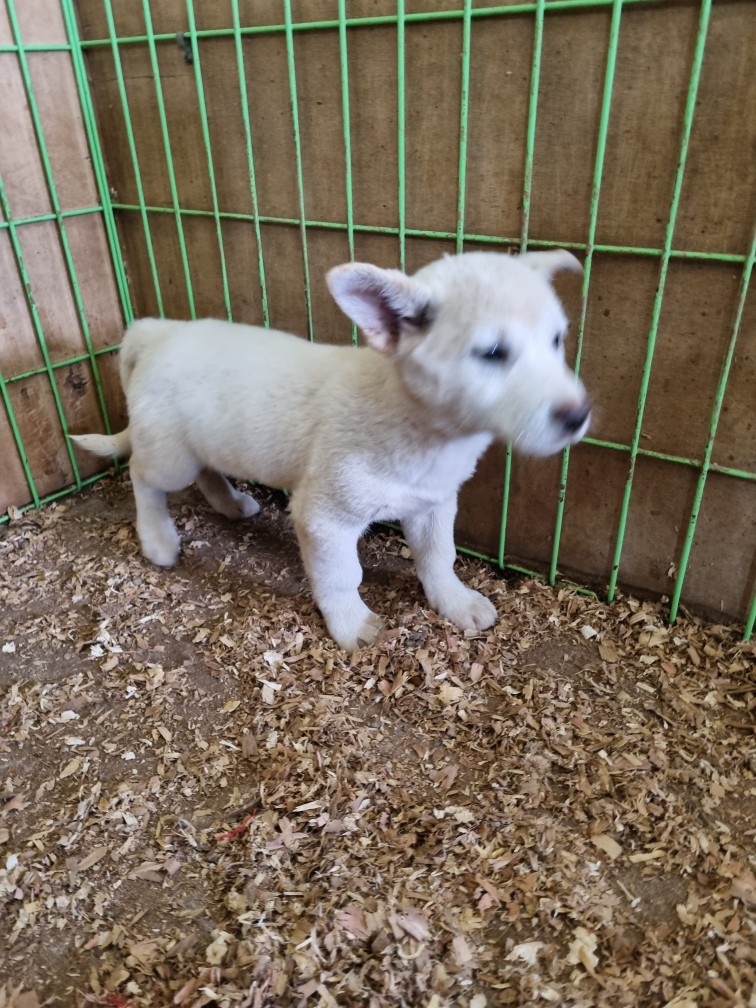 보호중 믹스견의 가…