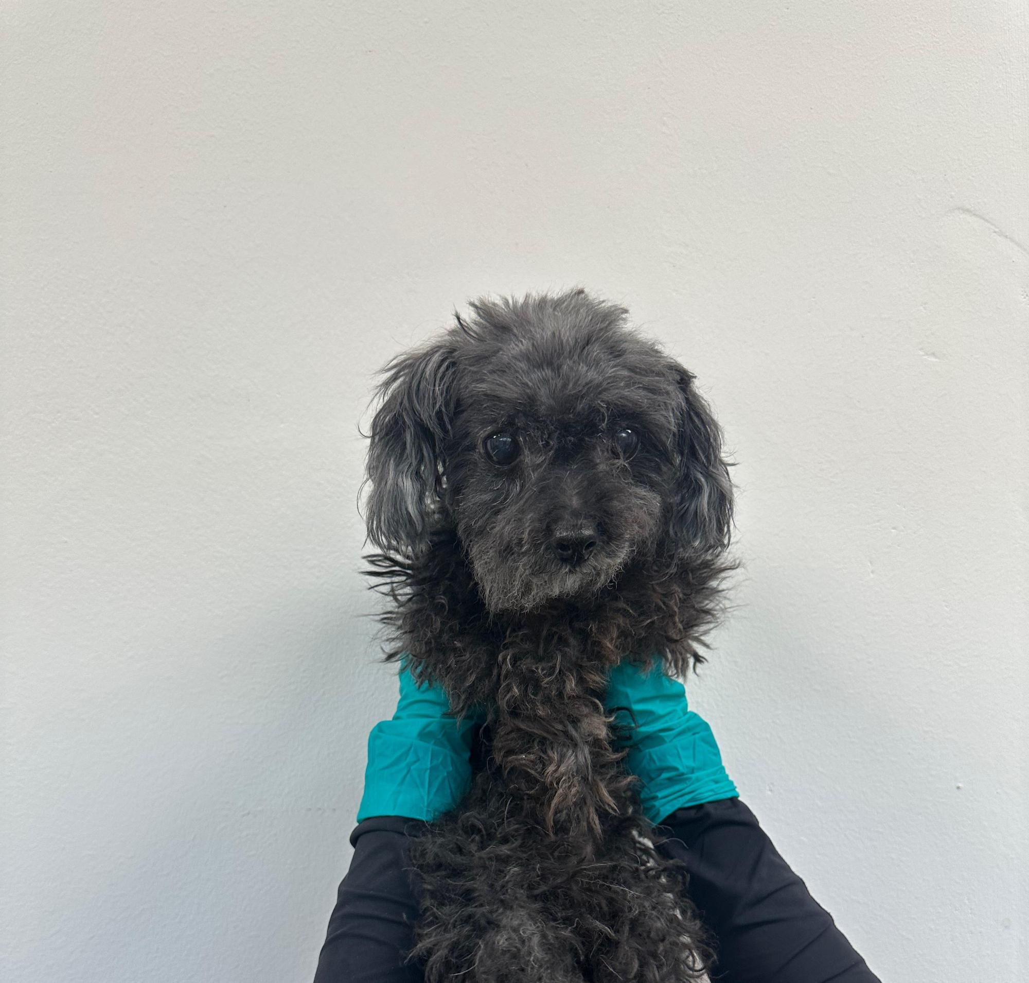 종료(입양) 토이 …