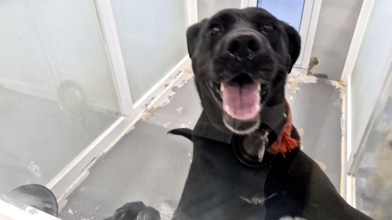 동해시동물보호센터_442421202500196