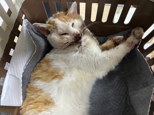 광주동물보호센터_429363202500898