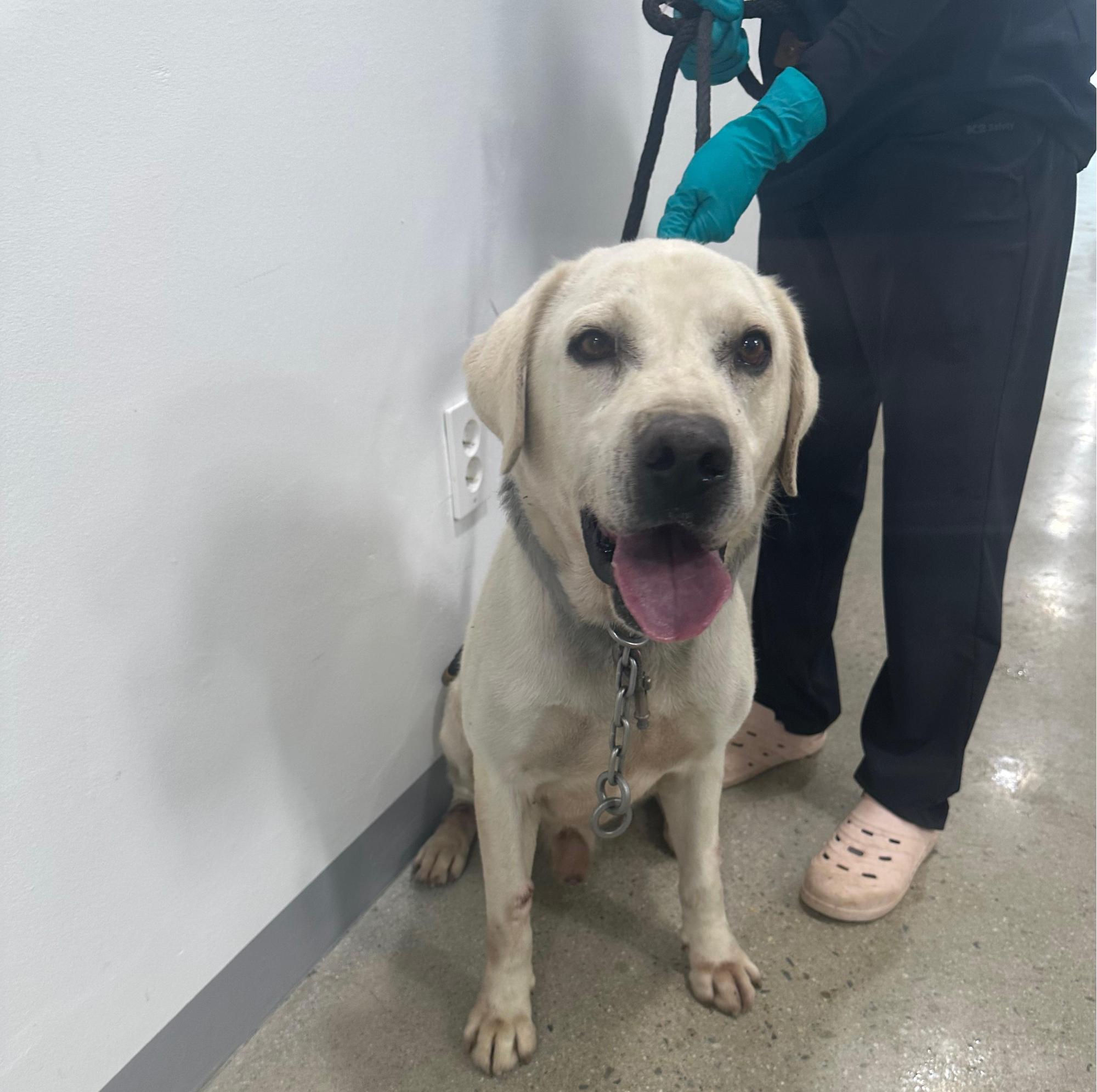 반려동물보호센터_443571202502923