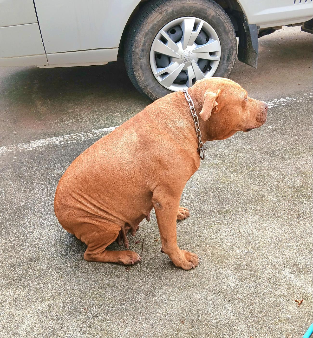 금왕동물병원_443447202501113