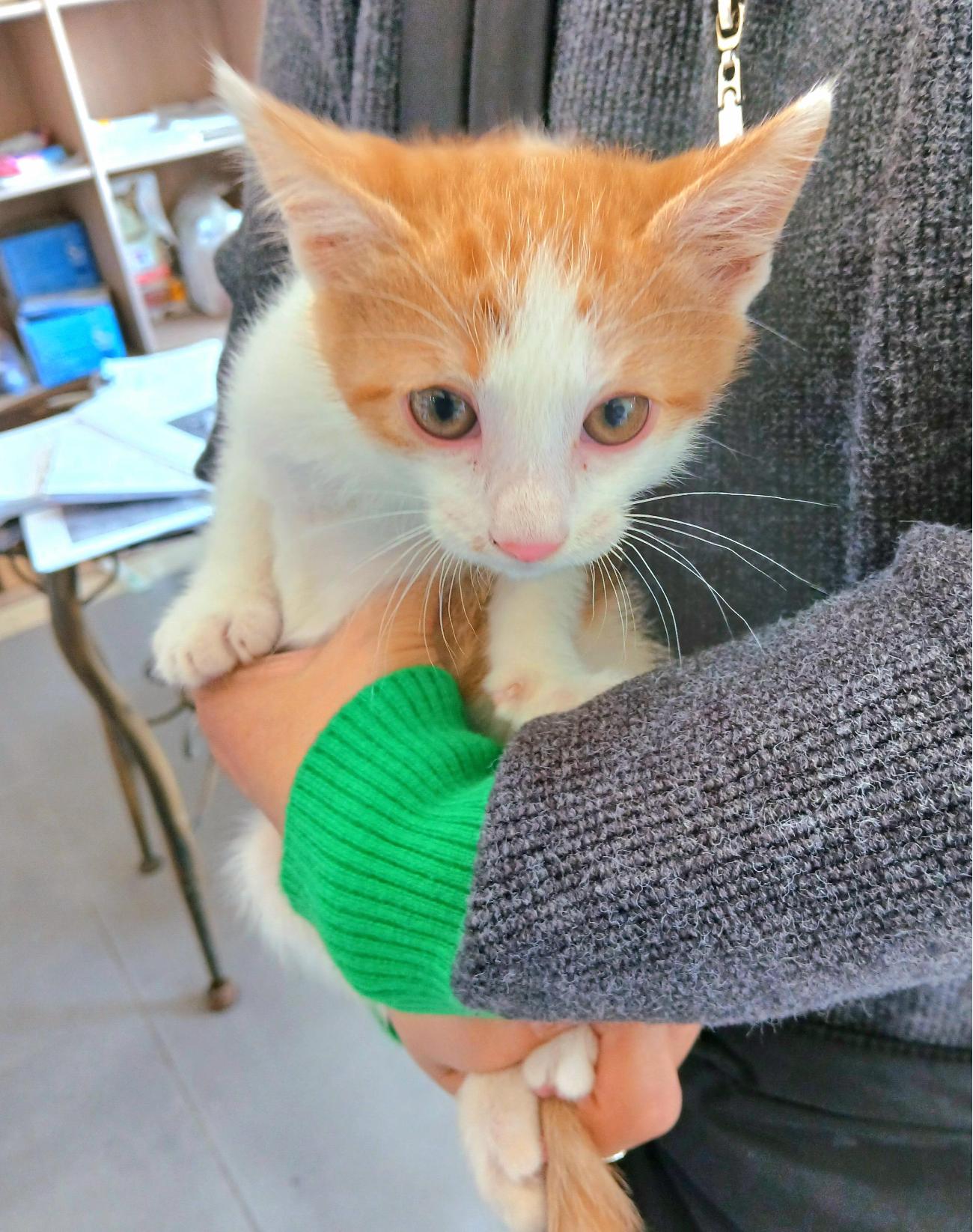 보호중 믹스묘의 가…