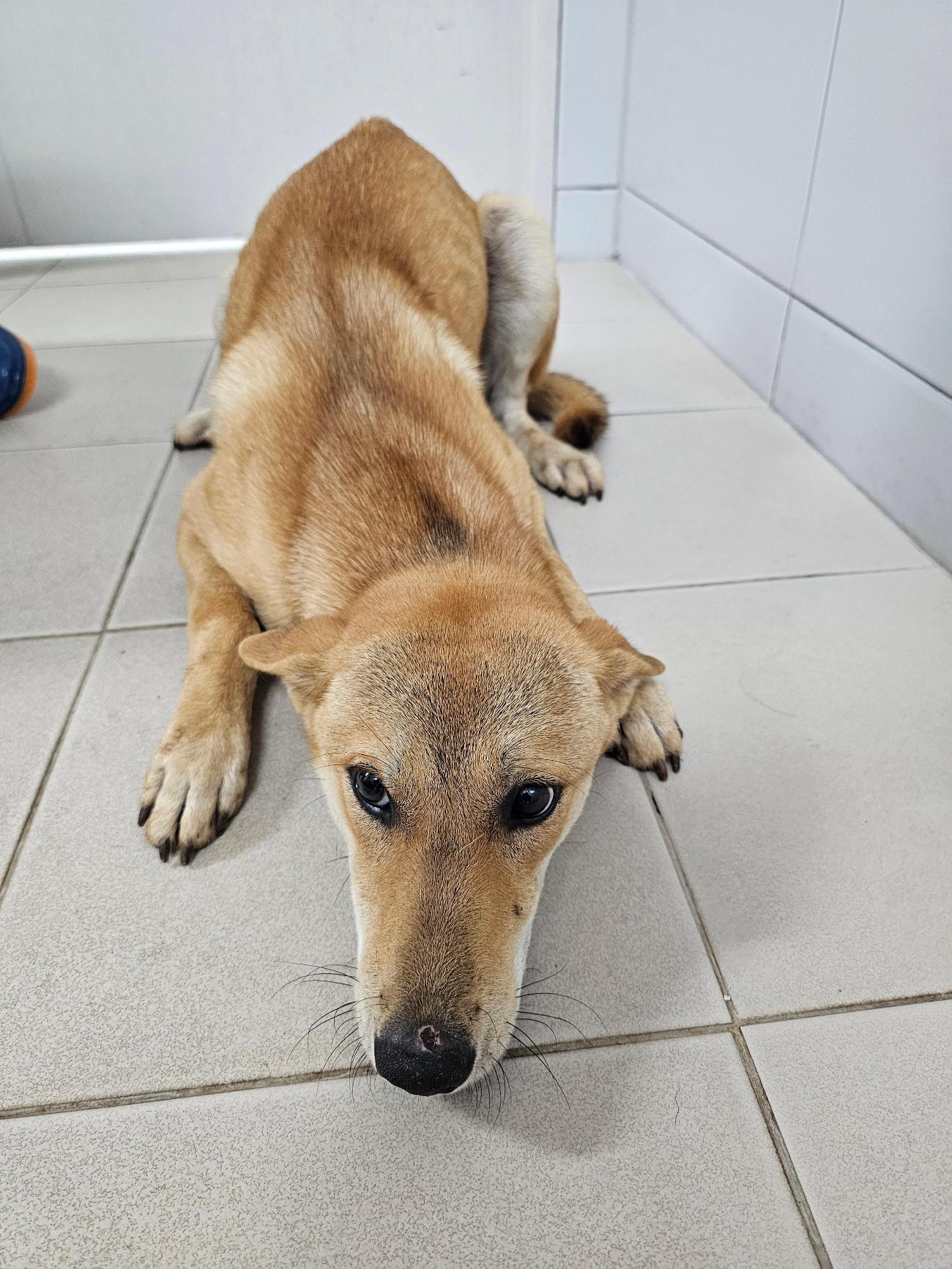 보호중 믹스견의 가…