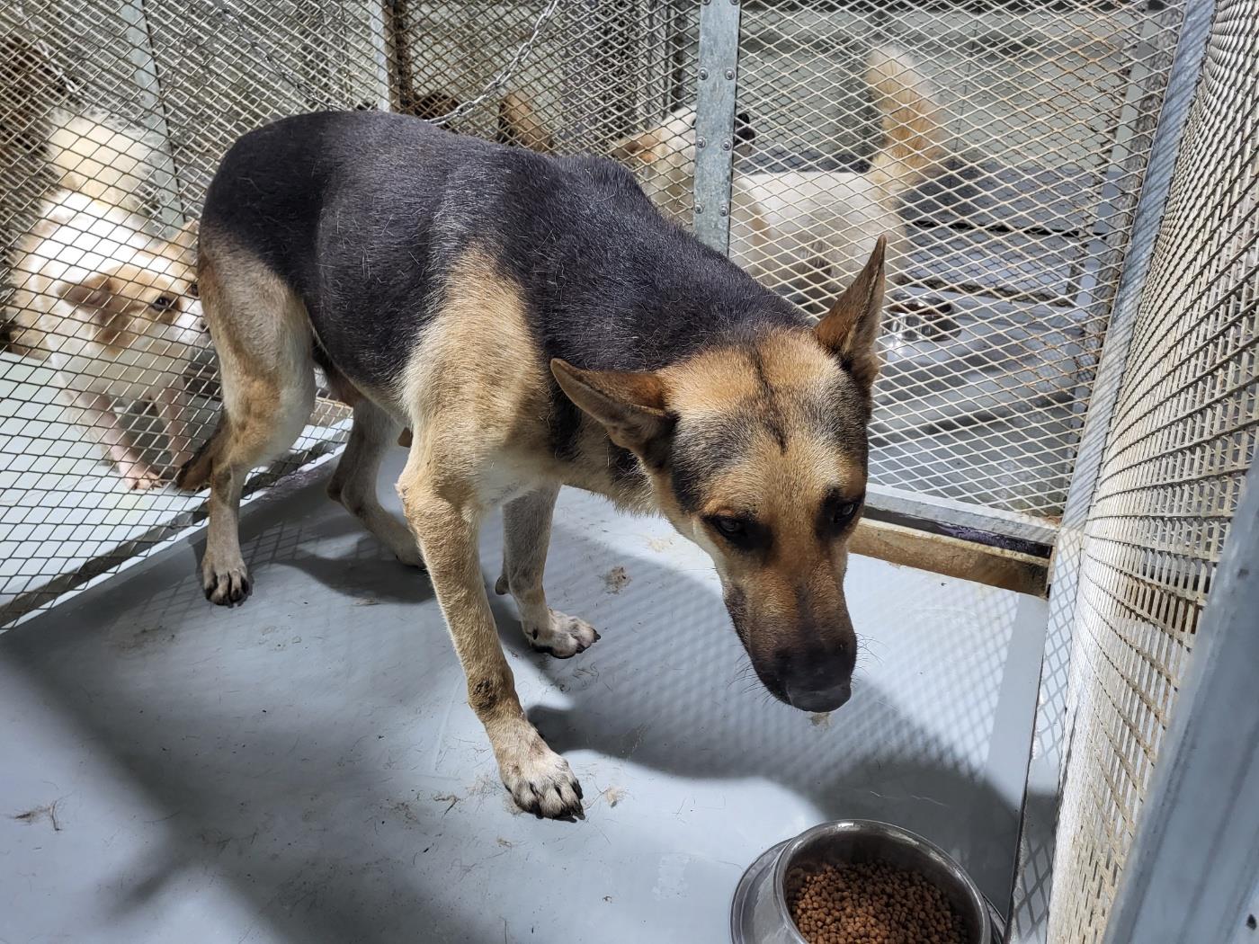 (사)하얀비둘기_426336202500408