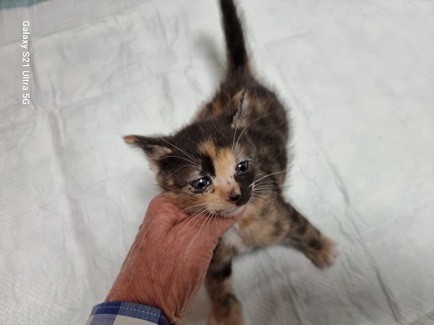 종료(자연사) 한국…