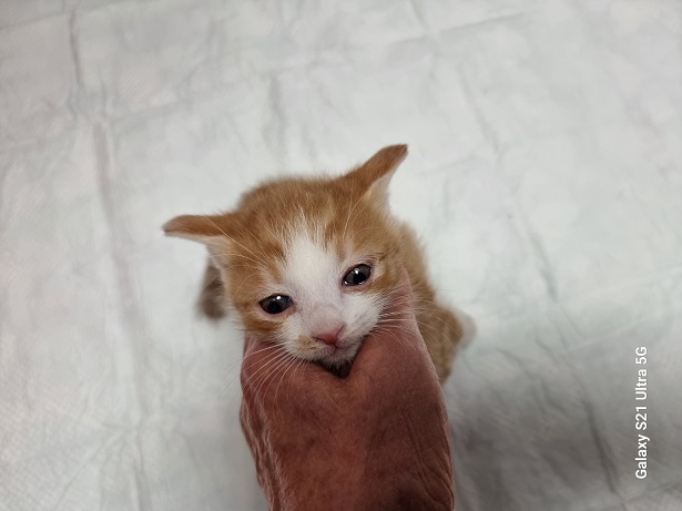 종료(입양) 한국 …