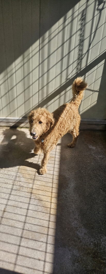 익산유기동물보호소_445468202502946